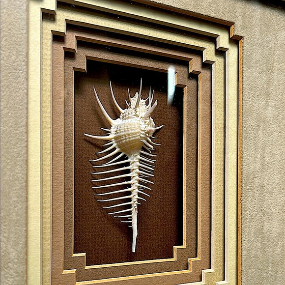 Rare Venus Murex Shell in Tiered Shadow Box Frame - Real This is Not a Picture - Picture 6 of 10